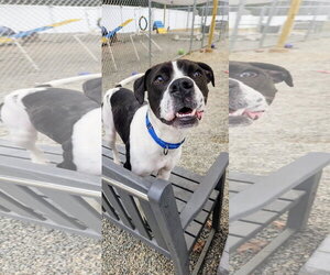Cooper Lizman - Male Pointer-Unknown Mix Dog for Adoption - Photo #18