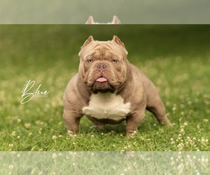 Father of the American Bully puppies born on 07/16/2022
