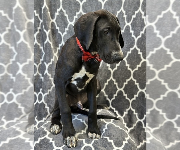 Medium Photo #3 Great Dane Puppy For Sale in LAKELAND, FL, USA