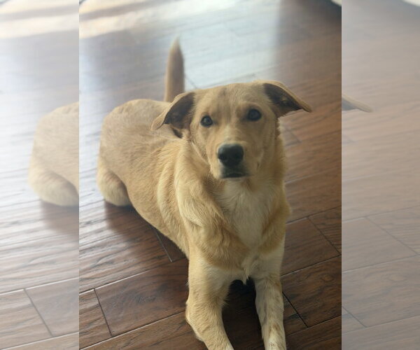 Medium Photo #7 Golden Retriever-Unknown Mix Puppy For Sale in Fort Worth, TX, USA