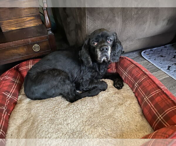 Medium Photo #3  Puppy For Sale in , 