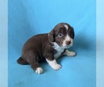 Small #3 Aussiedoodle