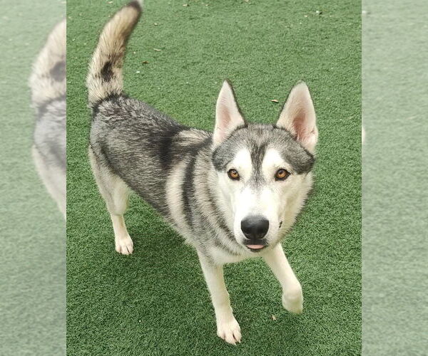 Medium Photo #3 Huskies -Unknown Mix Puppy For Sale in McKinney, TX, USA