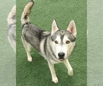 Small #2 Huskies  Mix