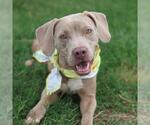 Small Weimaraner Mix
