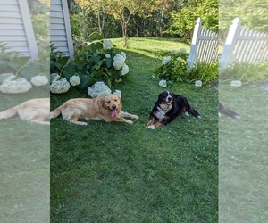 Father of the Golden Mountain Dog puppies born on 11/23/2025