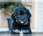 Small #1 Australian Retriever