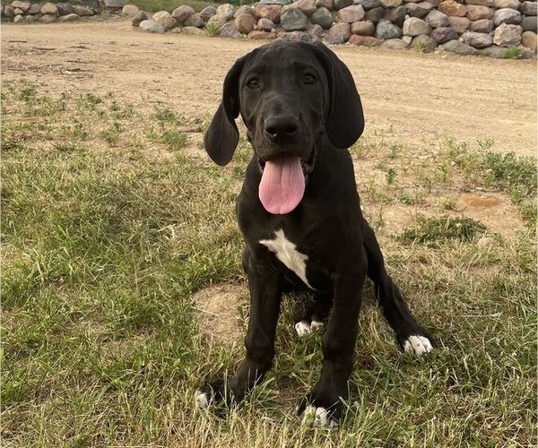 Medium Photo #3 Great Dane Puppy For Sale in Elroy, WI, USA