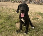 Small Photo #3 Great Dane Puppy For Sale in Elroy, WI, USA