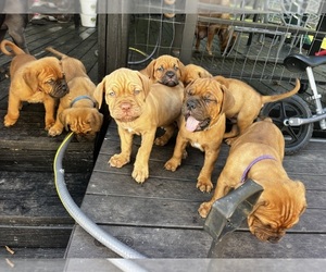Dogue de Bordeaux-Muscle Mastiff Mix Puppy for sale in COOKEVILLE, TN, USA