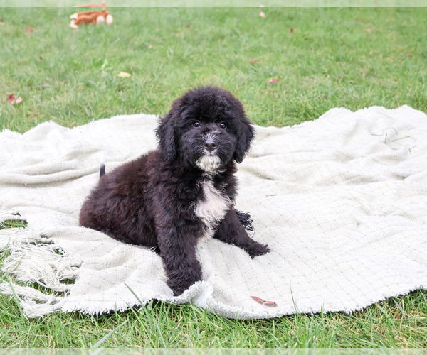Medium Photo #3 Bernedoodle (Miniature)-Saint Berdoodle Mix Puppy For Sale in SYRACUSE, IN, USA