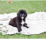 Wrenly - Female Bernedoodle (Miniature)-Saint Berdoodle Mix Puppy for Sale - Photo #3