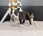Small Photo #50 Boston Terrier Puppy For Sale in GOSHEN, IN, USA