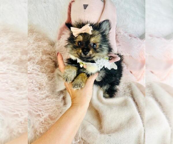 Medium Photo #1 Pomeranian Puppy For Sale in NEW YORK, NY, USA