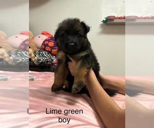 German Shepherd Dog Puppy for Sale in ANDERSON, South Carolina USA