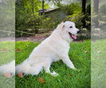 Small #4 Great Pyrenees