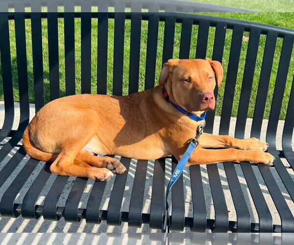Medium Photo #2 Boxador Puppy For Sale in Southbury, CT, USA