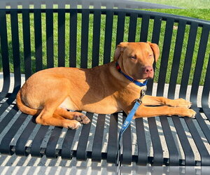Cheeto ~ meet me! - Male Boxador Dog for Adoption - Photo #2