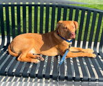 Small Photo #2 Boxador Puppy For Sale in Southbury, CT, USA