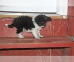 Small Photo #7 Miniature Australian Shepherd Puppy For Sale in HARRISON, AR, USA
