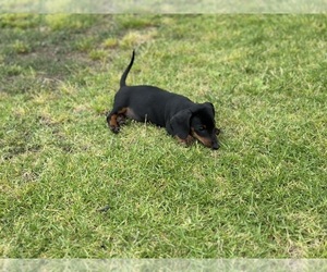 Dachshund Puppy for sale in LAKEWOOD, CO, USA