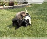 Small #4 Newfoundland