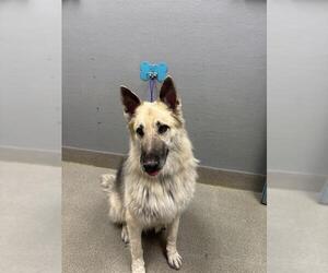 German Shepherd Dog-Unknown Mix Dogs for adoption in Las Vegas, NV, USA