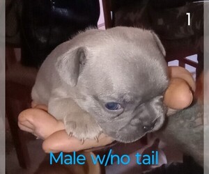 Frenchie Pug Puppy for sale in URBANA, MO, USA