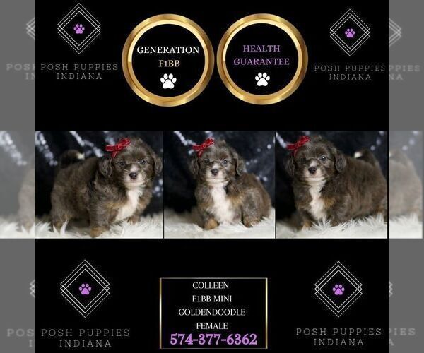 Medium Photo #5 Goldendoodle (Miniature) Puppy For Sale in WARSAW, IN, USA
