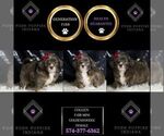 Small Photo #71 Goldendoodle (Miniature) Puppy For Sale in WARSAW, IN, USA