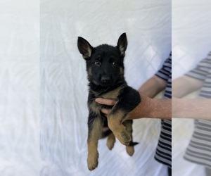 German Shepherd Dog Puppy for sale in GAFFNEY, SC, USA