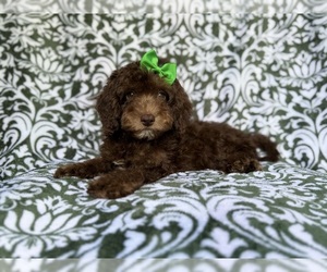 Cavapoo (Miniature) Puppy for sale in LAKELAND, FL, USA
