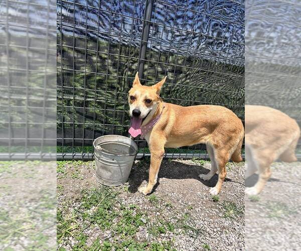 Medium Photo #2 Mutt Puppy For Sale in Abbeville, LA, USA