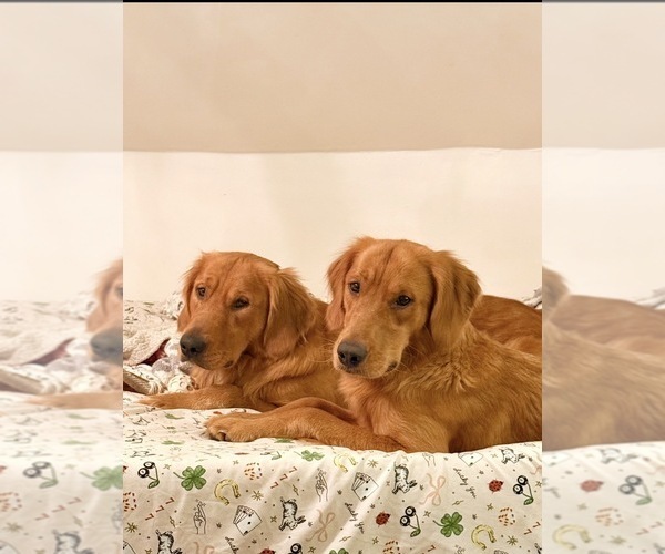 Medium Photo #10 Golden Retriever Puppy For Sale in SOMERSWORTH, NH, USA