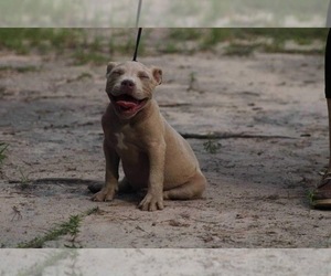 American Bully Puppy for sale in MC BEE, SC, USA