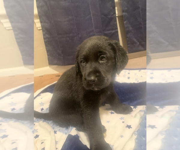 Medium Photo #1 Bernedoodle-Labrador Retriever Mix Puppy For Sale in GREENVILLE, PA, USA