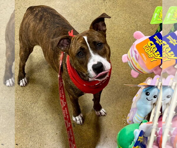 Medium Photo #15 Mutt Puppy For Sale in Canton, CT, USA