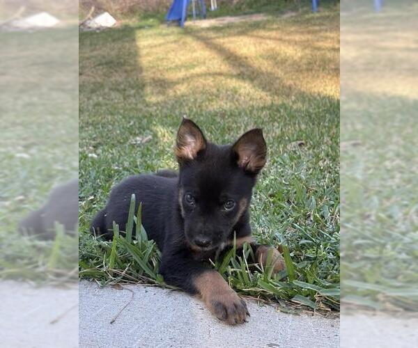 Medium Photo #1 German Shepherd Dog Puppy For Sale in Conroe, TX, USA
