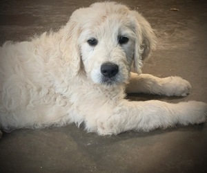 Goldendoodle Puppy for sale in MASON, WI, USA