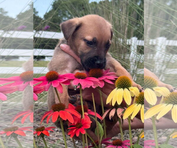 Medium Photo #7 Labrador Retriever-Unknown Mix Puppy For Sale in Holly Springs, NC, USA