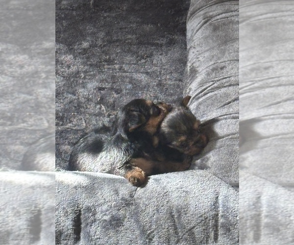 Medium Photo #3 Yorkshire Terrier Puppy For Sale in DENHAM SPRINGS, LA, USA