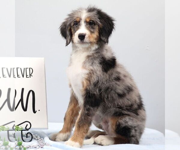 Medium Photo #2 Bernedoodle (Miniature) Puppy For Sale in LIVINGSTON, WI, USA