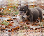 Small Photo #6 Olde English Bulldogge Puppy For Sale in LANCASTER, SC, USA