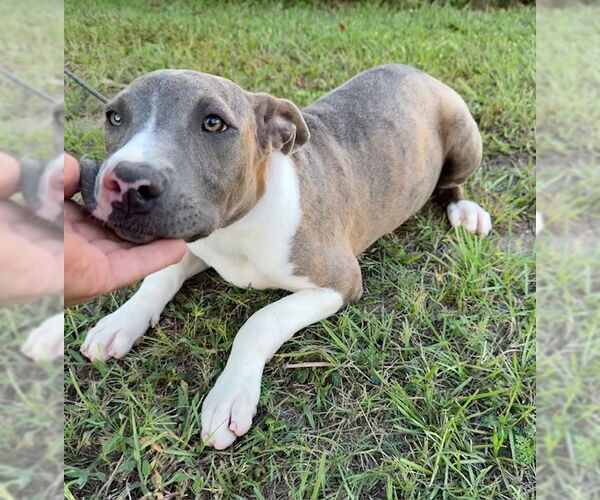 Medium Photo #6 Bulldog-Unknown Mix Puppy For Sale in Tarrytown, GA, USA