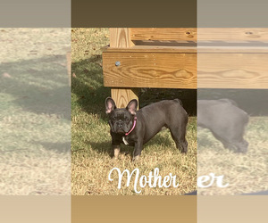Mother of the French Bulldog puppies born on 07/07/2025