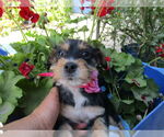 Small #1 Mutt