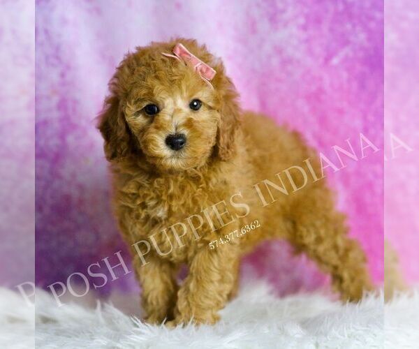 Medium Photo #3 Poodle (Toy) Puppy For Sale in WARSAW, IN, USA