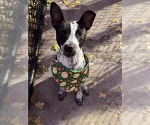 Mutt Dogs for adoption in Tulsa, OK, USA