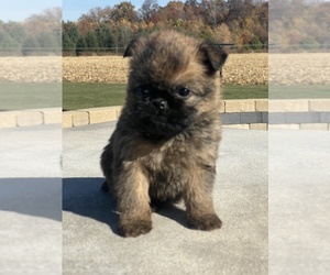 Brussels Griffon Puppy for sale in NILES, MI, USA