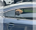 Small #6 Anatolian Shepherd Mix